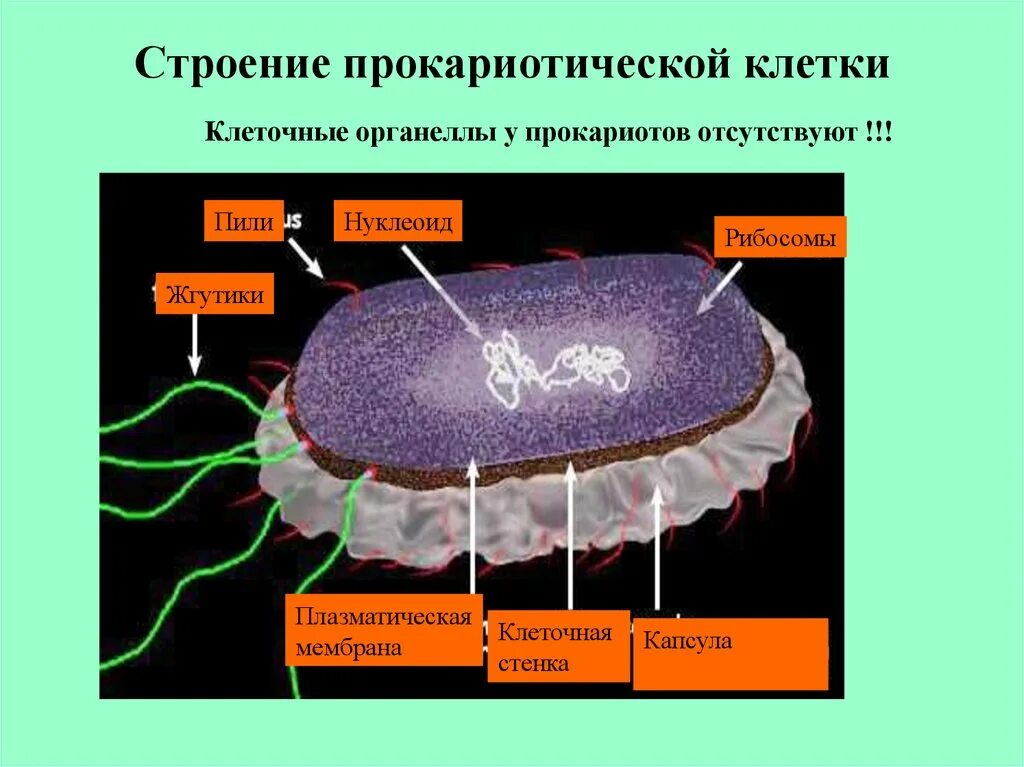 Органеллы прокариотической клетки. Нуклеоид в прокариотической клетке. Нуклеоид Прокариотическая клетка. Строение прокариотической клетки пили. Появление прокариотической клетки