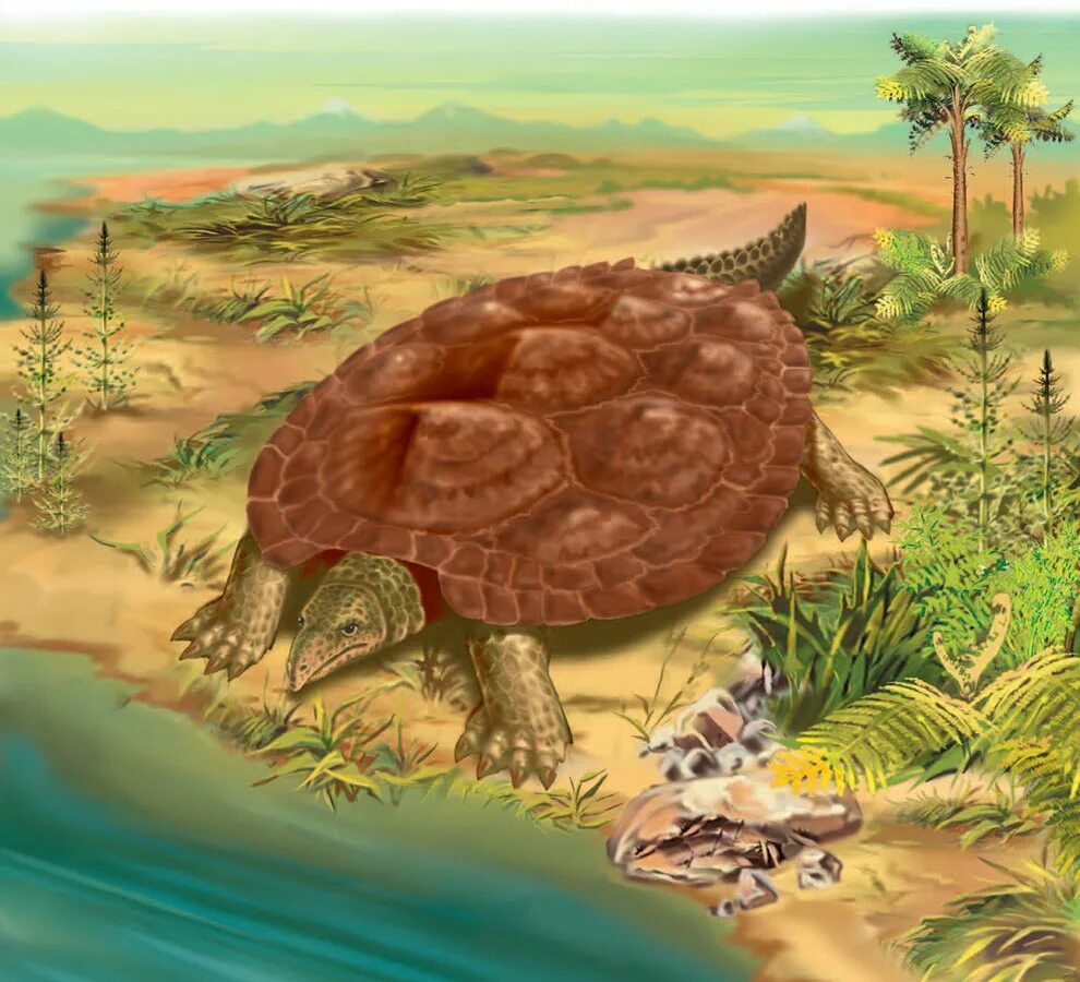 Черепахи Триасового периода. Черепаха Карбонемис. Первые черепахи Триасового периода. Черепаха мезозой Триас.