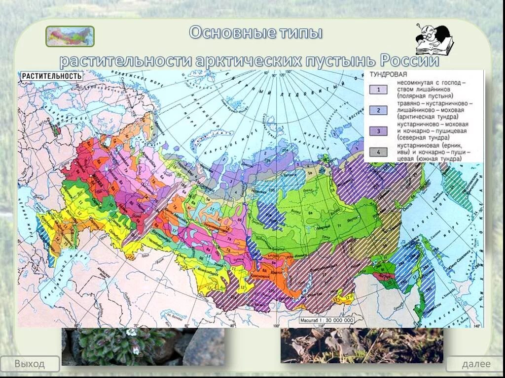 Тип растительности 4. Карта растительности россии. ареалы основных типов растительности россии. основные типы растительности. карта растительности россии 8 класс.