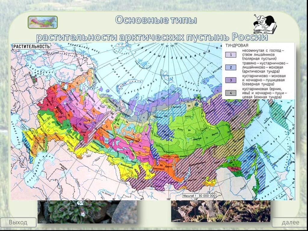 Растительная карта россии. Карта растительности России. Типы растительности России. Основные типы растительности. Карта растительного Покрова России.