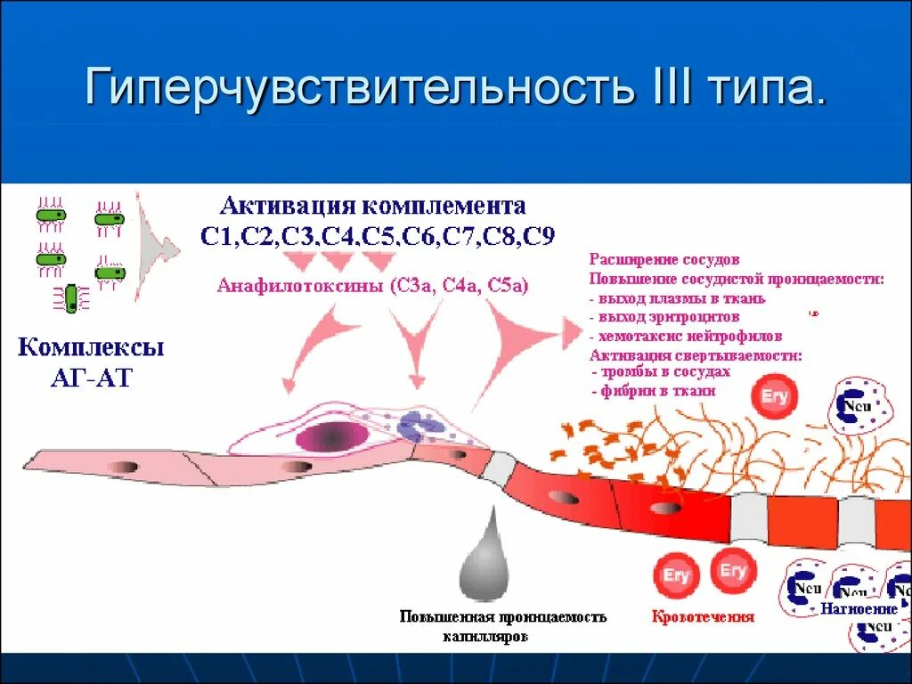 Иммунная гиперчувствительность. Реакция гиперчувствительности 3 типа. Механизм развития гиперчувствительности 3 типа. Третий механизм реакции гиперчувствительности. 3 Тип гиперчувствительности схема.