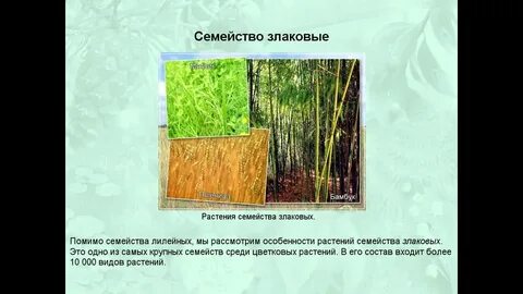 Семейство злаковые и лилейные