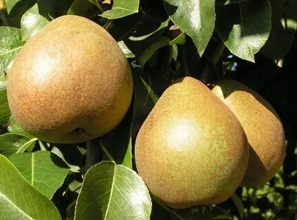Сорт белорусская поздняя отзывы