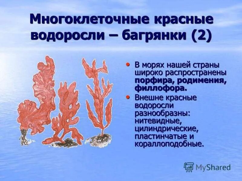 Верные признаки водорослей. Красные водоросли багрянки строение. Красные водоросли родимения. Презентация красные водоросли багрянки. Строение красных водорослей многоклеточных.