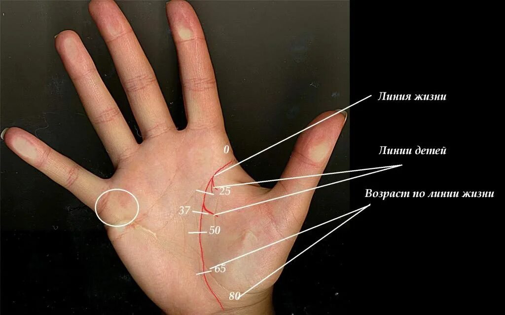 Линия детей на руке фото с расшифровкой. Линия жизни на ладони. Линия детей на ладони. Линия жизни и брака на ладони. Линии детей на линии жизни.