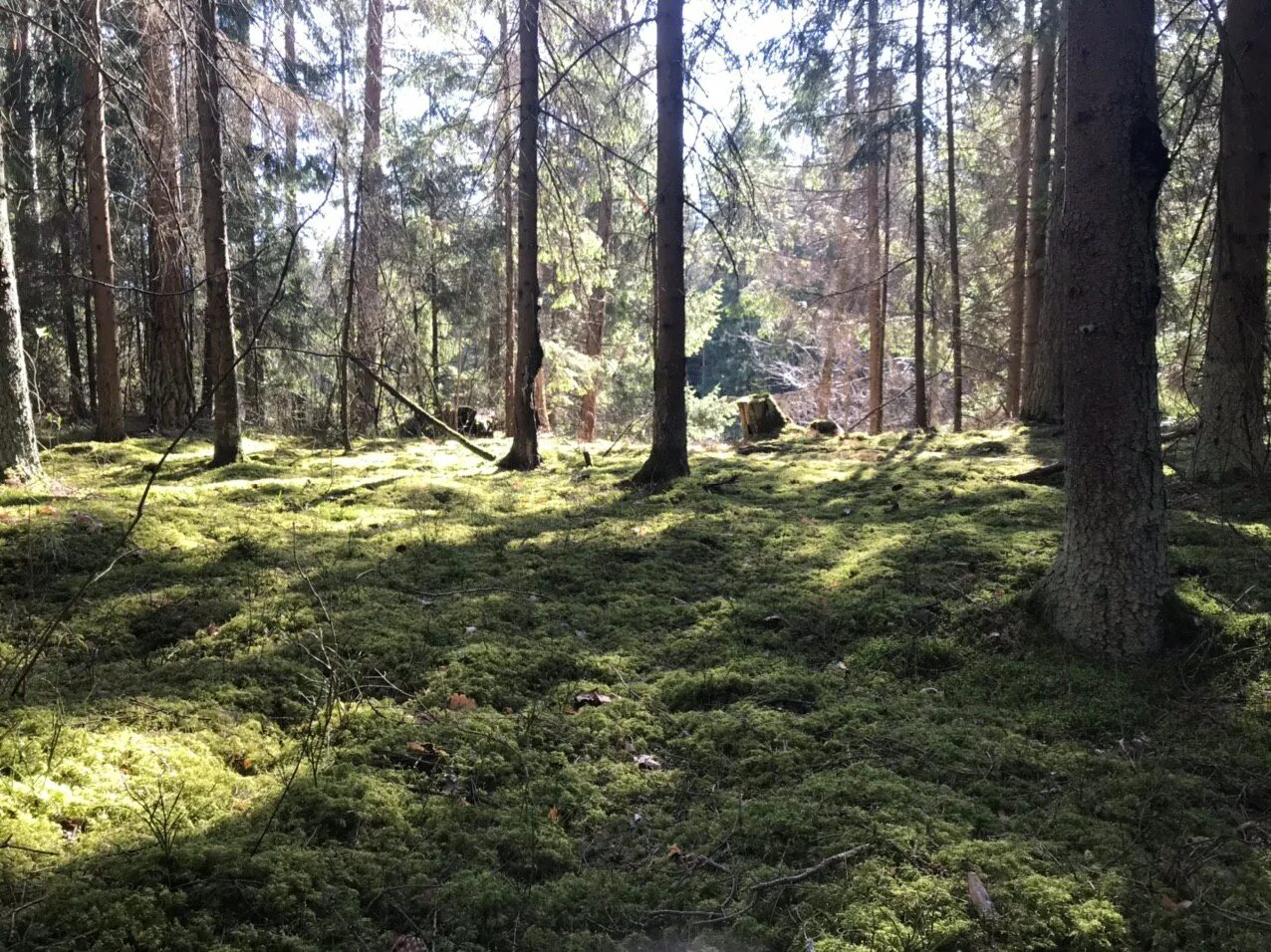 Вилия парк. Вилия парк. Вилия парк. Вилия парк беларусь. Река вилия.