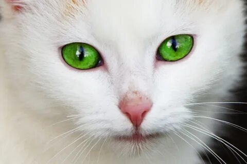Животные с разными глазами