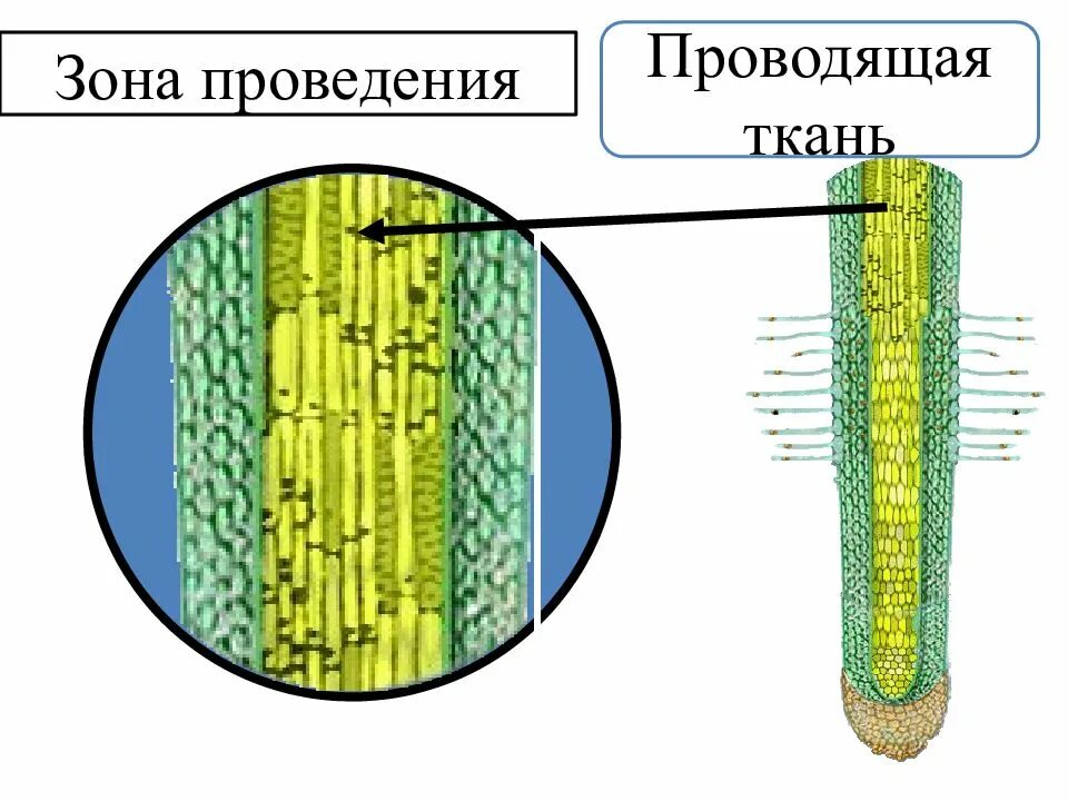 Проводящая ткань поперечного сечения стебля растения. Проводящая ткань растений. проводящая растительная ткань. проводящие клетки растений. проводящая ткань в стебле растения.