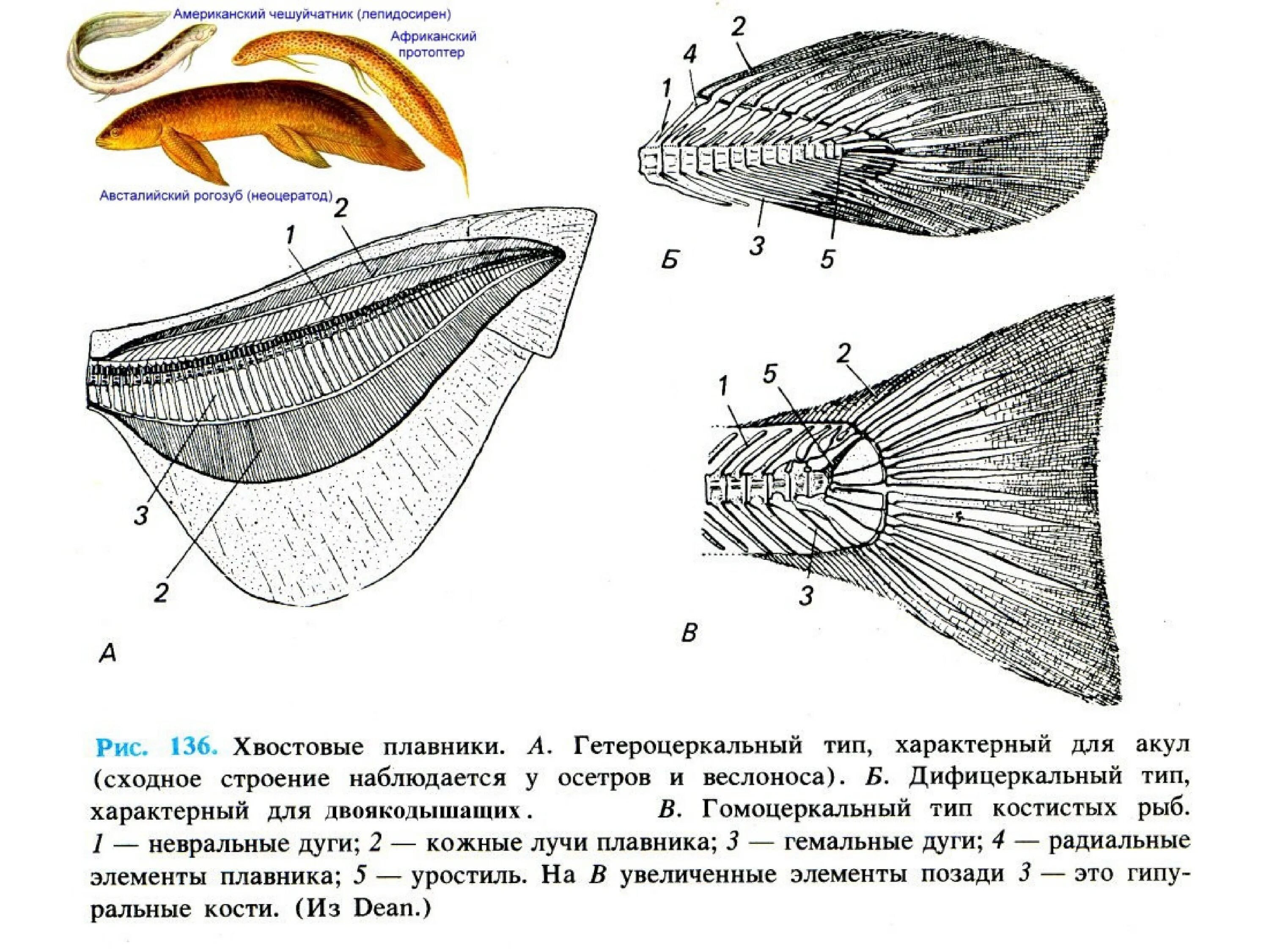 Класс рыбы плавники. Строение спинного плавника. Форма хвостового плавника у костных рыб. Строение хвостового плавника рыб. Строение хвостового плавника.