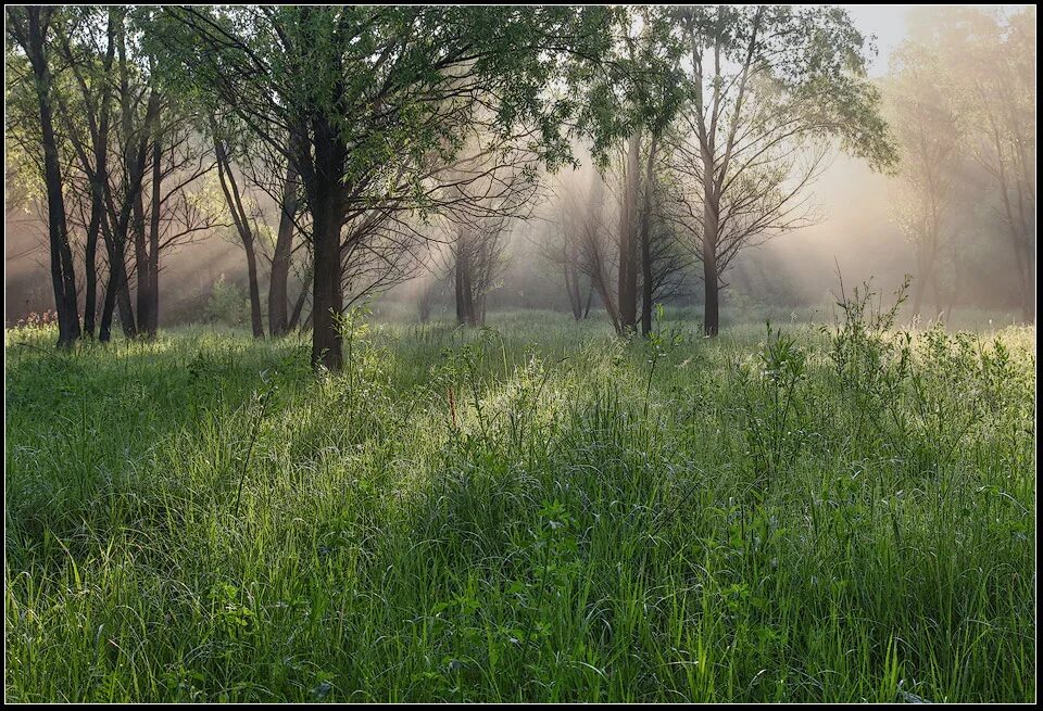Поляна в лесу. Альпийские луга германии. Утренний лес. Цветущий луг йеллоустоун. Лесная поляна удмуртия.