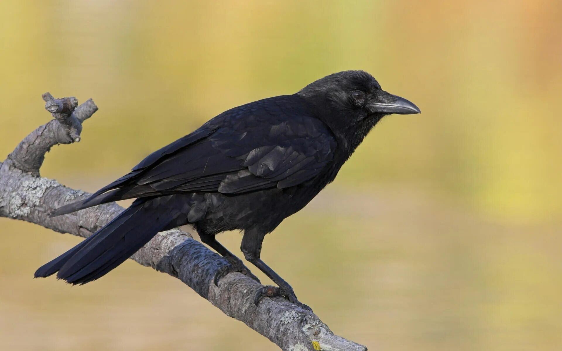 Бангайская ворона. Corvus caurinus. Капский ворон птица. Карга Хегетс.