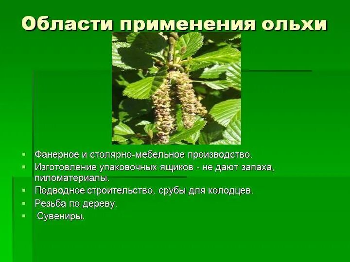 Корень ольхи. Чай из коры ольхи. Соплодия ольхи (ольховые шишки) - fructus alni. Соплодия ольхи. Ольха описание древесины.