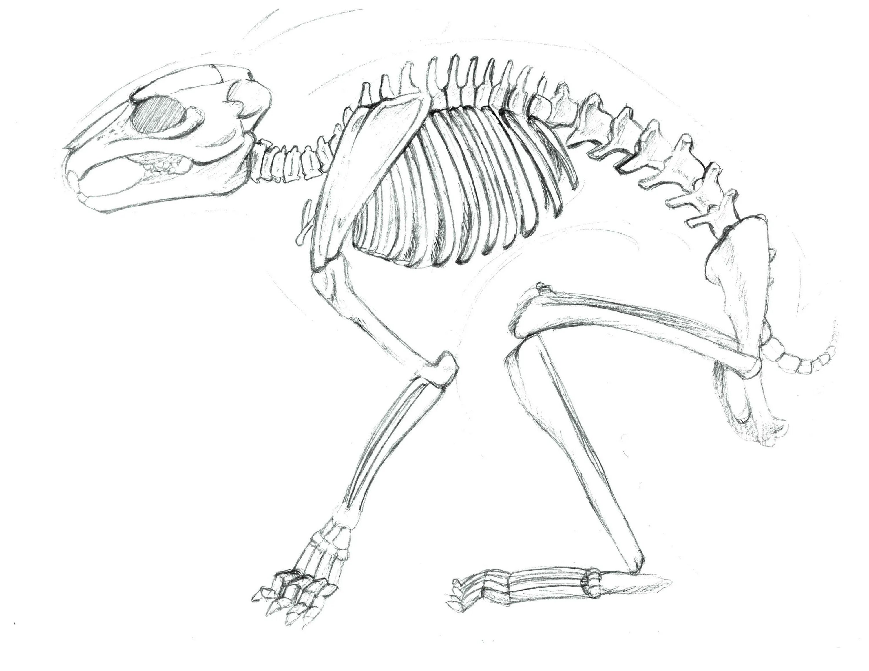 Анатомия кролика скелет. Скелет зайца. Скелет зайца анатомия. Строение скелета кролика.