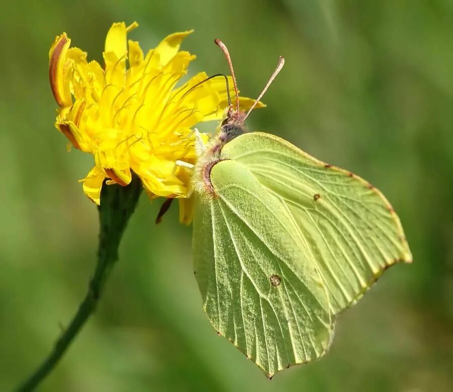 Gonepteryx rhamni (Linnaeus, 1758). Бабочка лимонница. Лимонница Дидиус. Лимонница самец. Лимонница желтая бабочка сидит