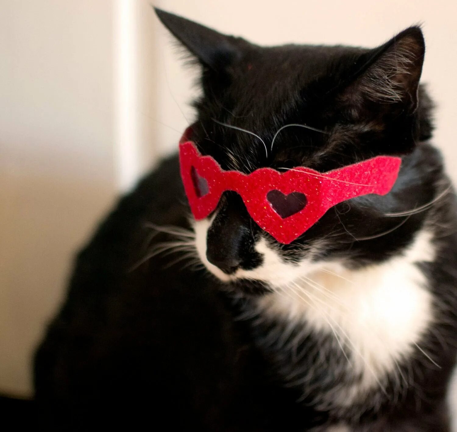 Сердечные коты