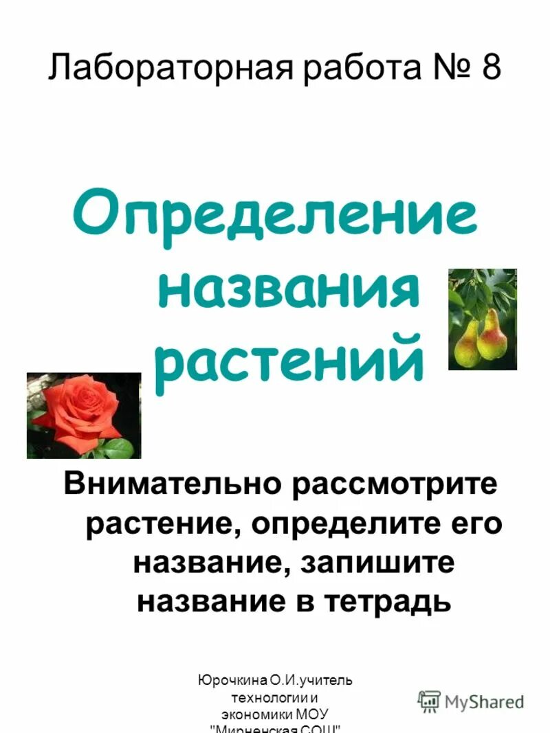 Текст если вы будете внимательно рассматривать цветы. МОУ Мирненская СОШ. Игра самый внимательный цветы. Имя цветка Быкова.