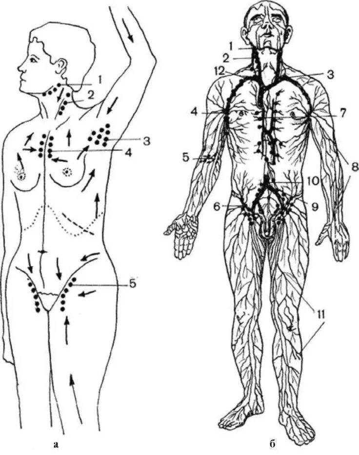 Схема где находится. Лимфатическая система человека схема. Лимфатическая система движение лимфы. Лимфатическая система человека схема движения лимфы. Лимфатическая система лимфоузлы.