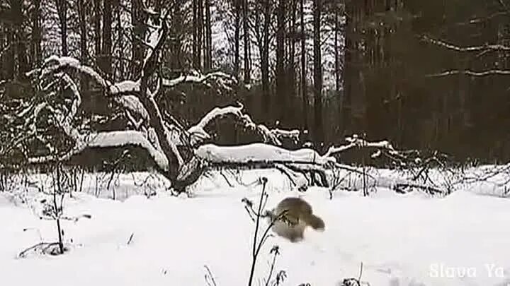 Влад парфенов одинокий волк. Влад порфиров одинокий. Порфиров одинокий волк. Клип влад порфиров одинокий волк. Влад парфилов певец.