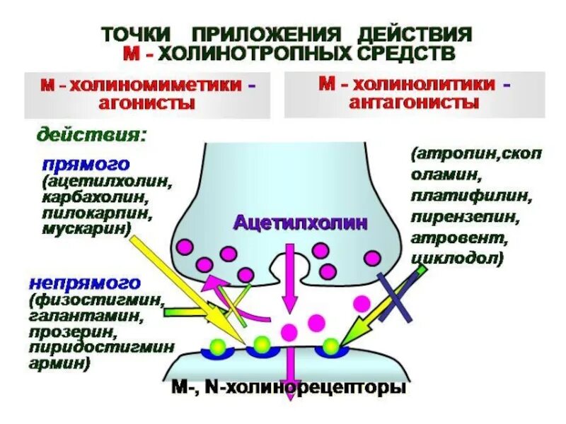 Механизм действия м холиномиметиков. Схема холинергического синапса фармакология. Медиаторы синапсов. Механизм действия ацетилхолина. Строение холинергического синапса.