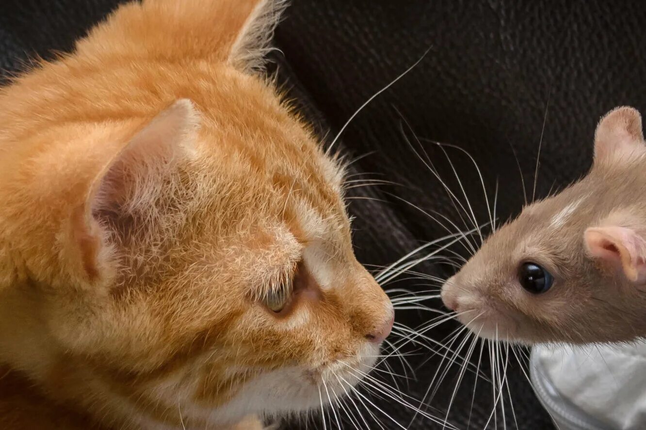 Кошки-мышки. Кот и крыса. К чему снятся крысы и котята. Много крыс. Кот и крыса.