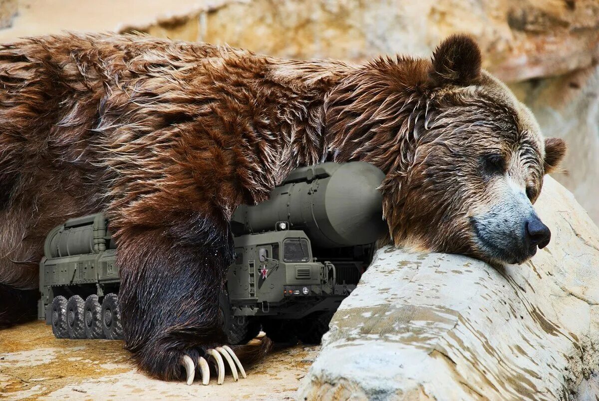 Русская медведь сил. Русский медведь. Медведь Россия картинки. Боевой медведь. Русский медведь проснулся.