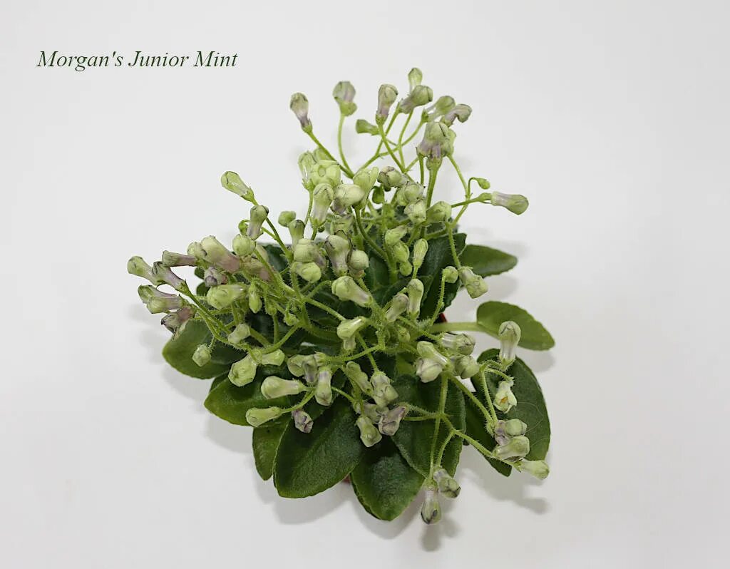 Фиалки morgan s. Фиалка morgan&#039;s junior mint. фиалка морганс джуниор минт. фиалка морган джуниор минт. фиалка morgan&#039;s roji.
