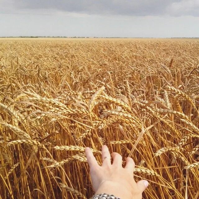 Созревшие колосья пшеницы. Добрая пшеница. Поле с колосьями. Озимая пшеница сорт джерси. Колоски zahozhiy.