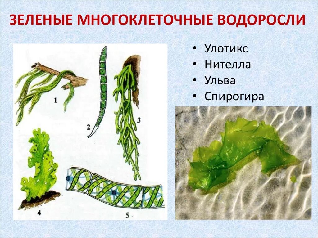 Таллома зеленых водорослей. Нителла, ламинария, Филлофора, Ульва - это…. Многоклеточные слоевищные водоросли. Водоросли строение многоклеточных зеленых водорослей. Многоклеточные водоросли состоят из большого числа