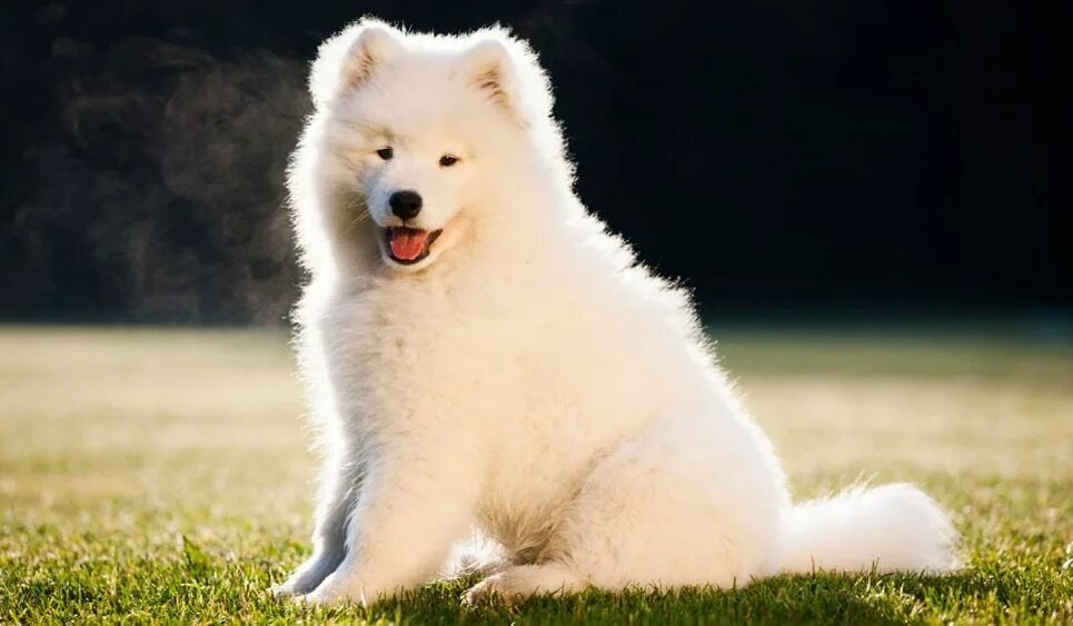 Лайка самоед. Самое сабака. Самое сабака. Сибирская лайка самоед. Арктический шпиц самоед.