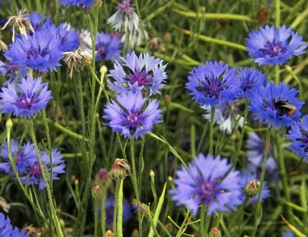 Centaurea cyanus l. Центаурея Василек. Василек голубой Centaurea cyanus. Василек синий Centaurea cyanus l..