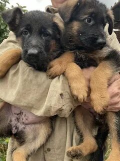 Порно Мег Бартпен бірге порно видео