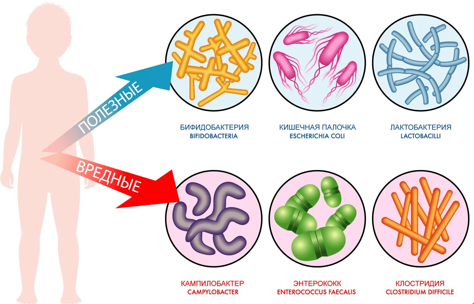 Бифидобактерии человек. Полезные бактерии для человека. Полезные и вредные бакт. Вредные бактерии. Полезные и вредные микробы.