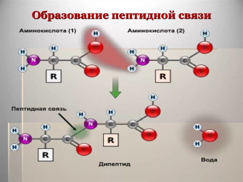 Образование первой пептидной связи. Образование пептидной связи между аминокислотами схема. Пептидная связь аминокислот формула. Образование пептидной связи схема реакции. Аминокислоты схема образования пептидной связи.