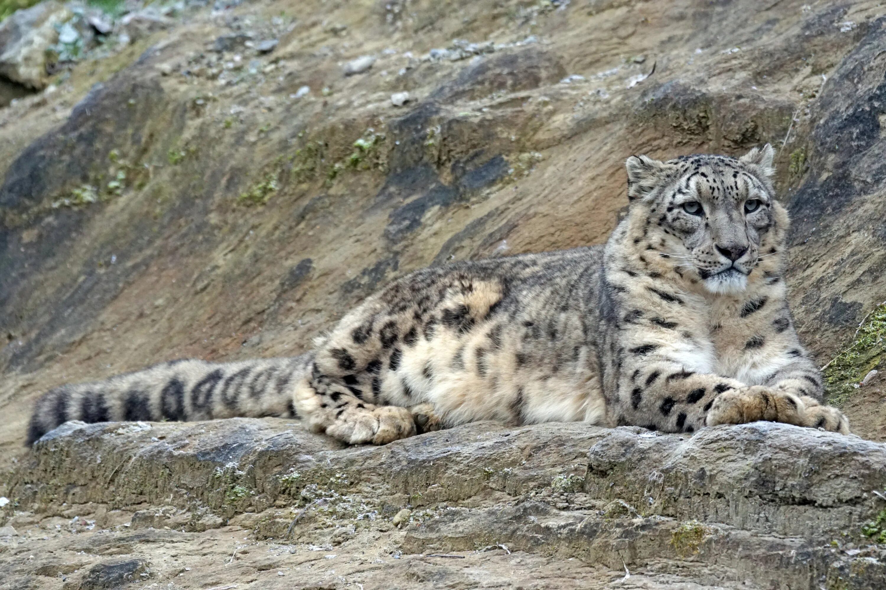 Сколько живут снежные барсы. - Снежный Барс (Panthera uncia. Ирбис (снежный Барс) uncia uncia. Снежный Барс (Ирбис, снежный леопард). Горный тигр Ирбис.