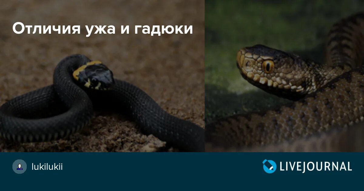 Различия гадюки и ужа 3 класс. Отличить ужа от гадюки. Отличие ужа от гадюки. Сходство гадюки и ужа. Гадюка и уж сходство и различия.