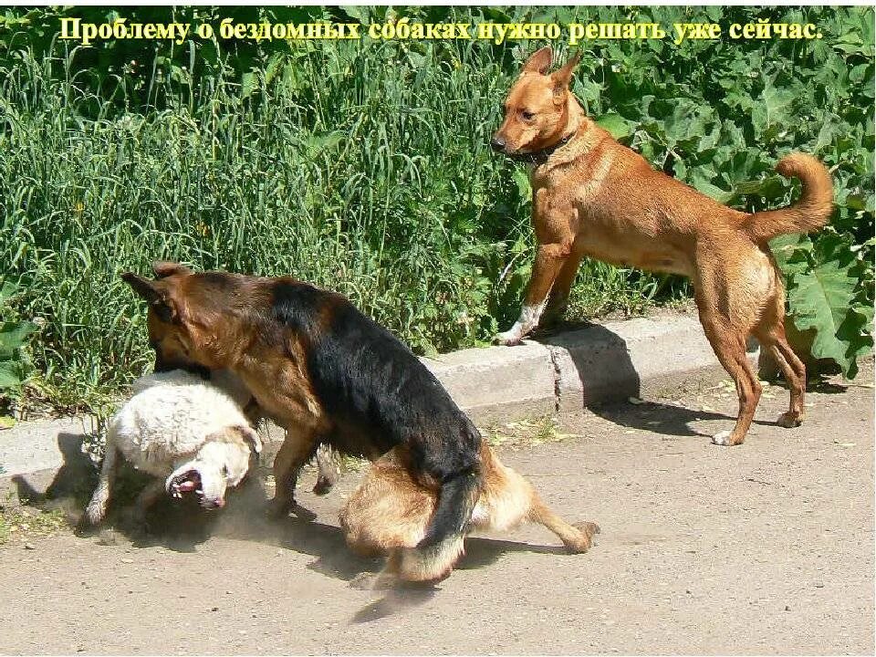 У меня есть собака 2 собаки. У меня есть собака 2 собаки