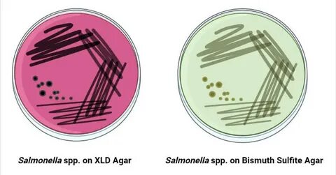 Salmonella spp