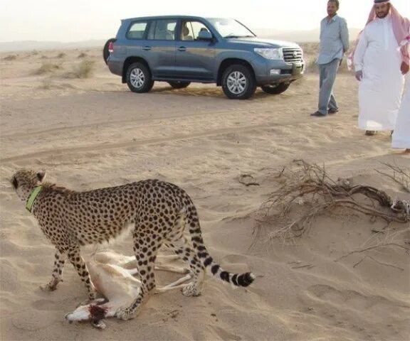 Pet cheetah. Дрессура гепардов. Костюм гепарда. Гепард в Иране. Шейх с гепардом в машине.