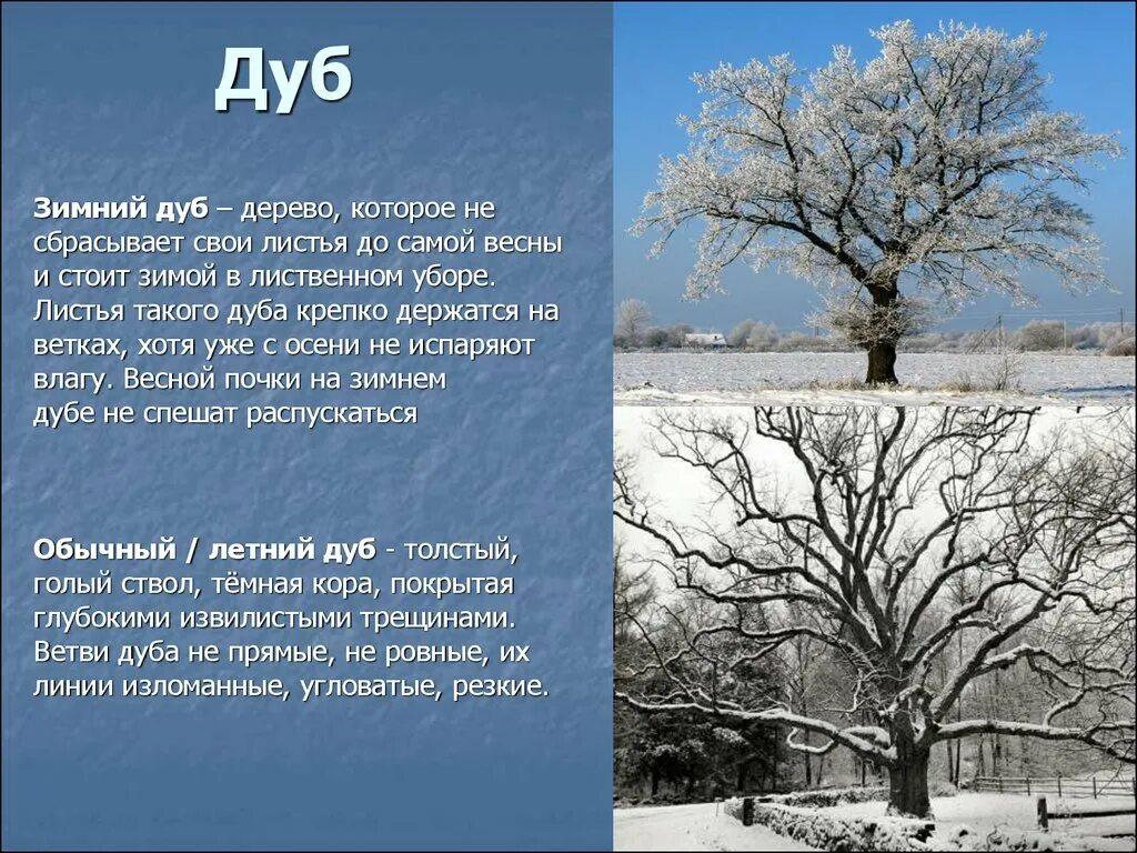 Дуб зимой. Зимние деревья дуб. Дерево дуб зимой. Дуб монгольский зимой. Какое впечатление произвел зимний дуб на учительницу