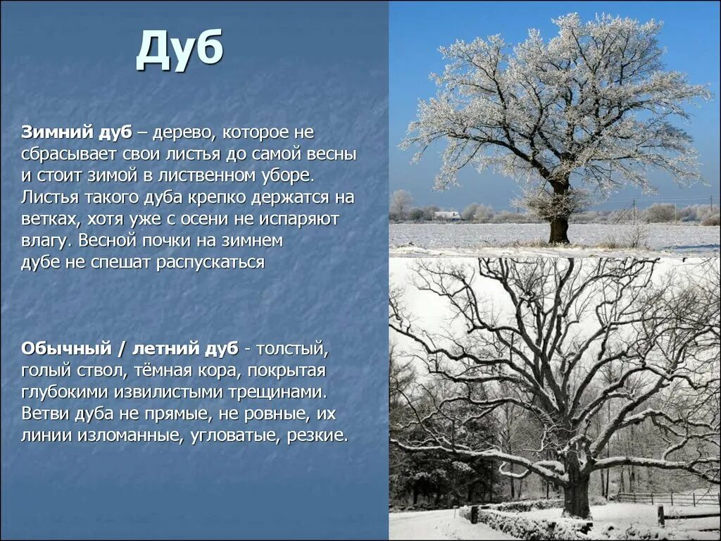 Нагибин зимний дуб иллюстрация. Нагибин зимний дуб книга. Нагибин зимний дуб. Ю нагибин зимний дуб. Дерево дуб зимой.
