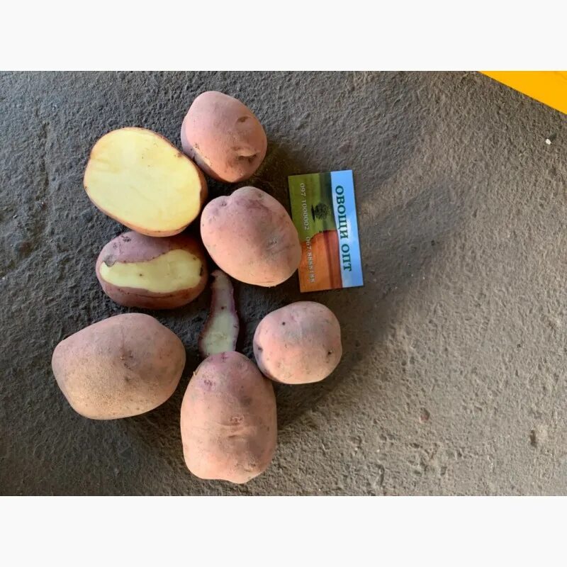 Сорт журавушка. Сорт журавушка. Фасоль журавушка спаржевая зеленая. Кустовая фасоль журавушка. Фасоль овощная журавушка.