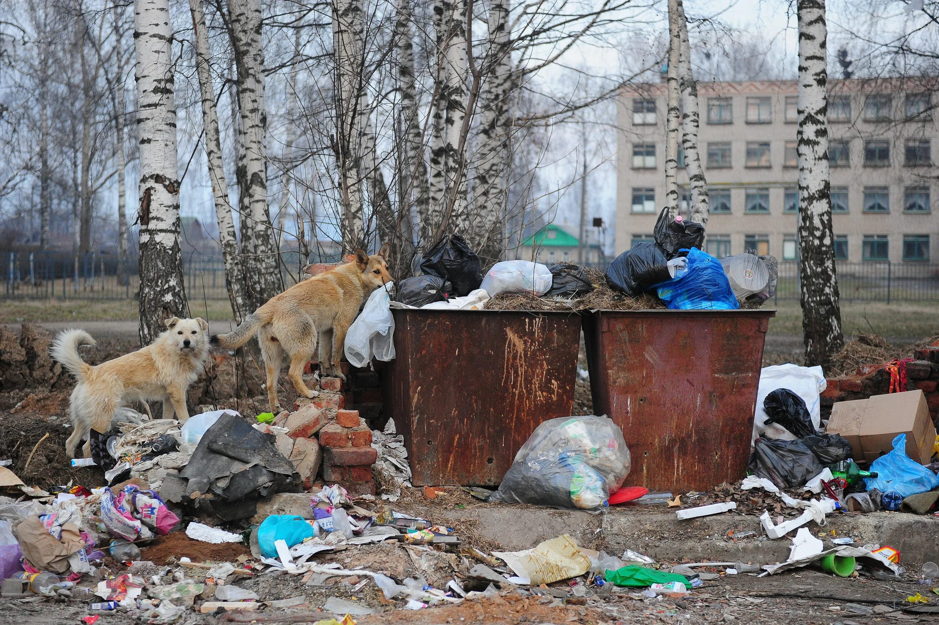 Бродячие собаки на помойке. Бездомные собаки на мусорке.