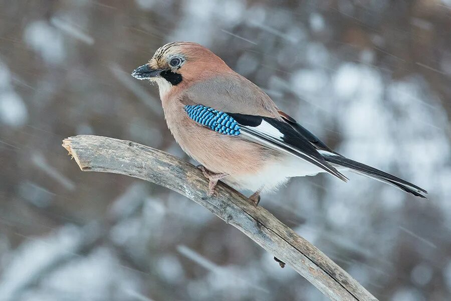 Сойка зимующая. Зимняя сойка. Сибирская лесная сойка. Сойка лесная. Сойка подмосковная.