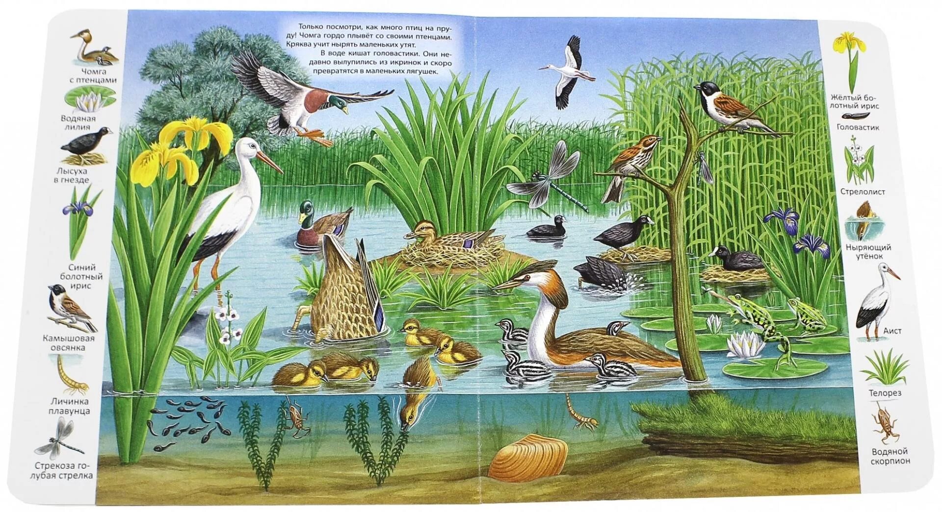 Обитатели пруда. Кто обитает в речке. Речные обитатели. Кто обитает в реке. Кто обитает в реке.