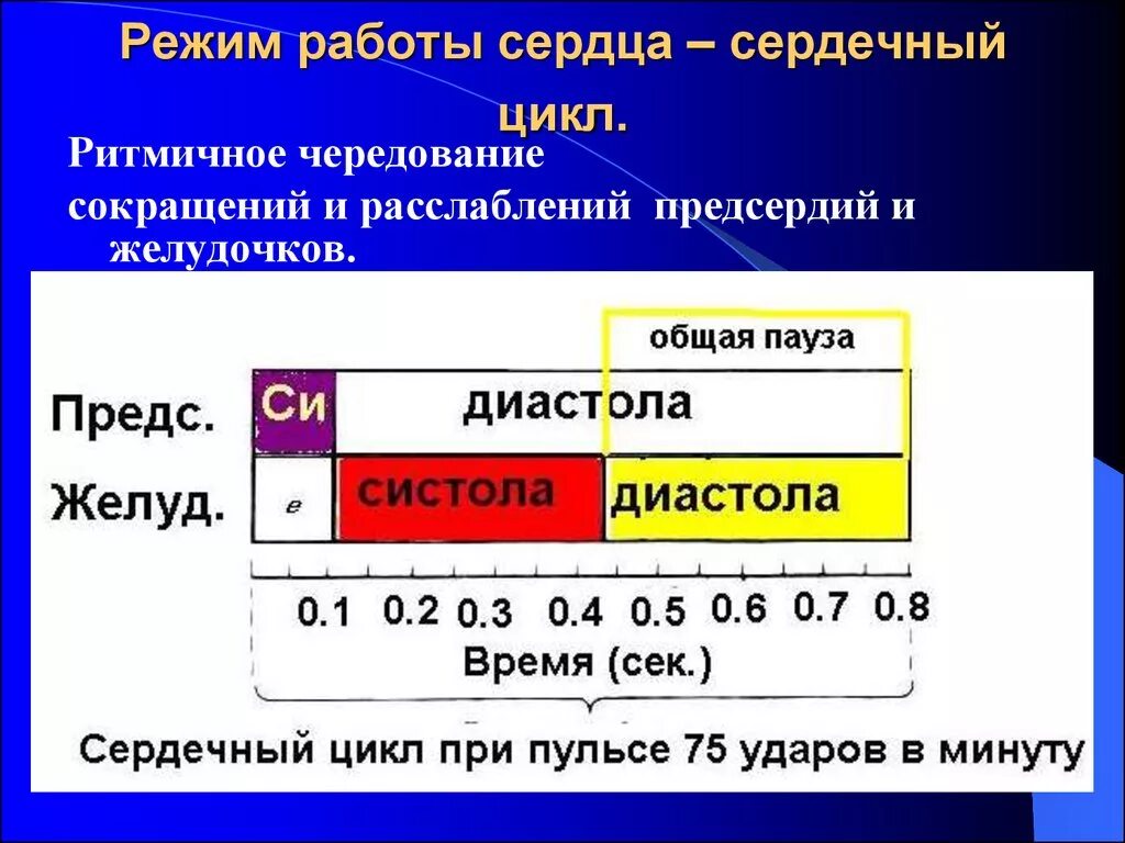 Сердечные паузы