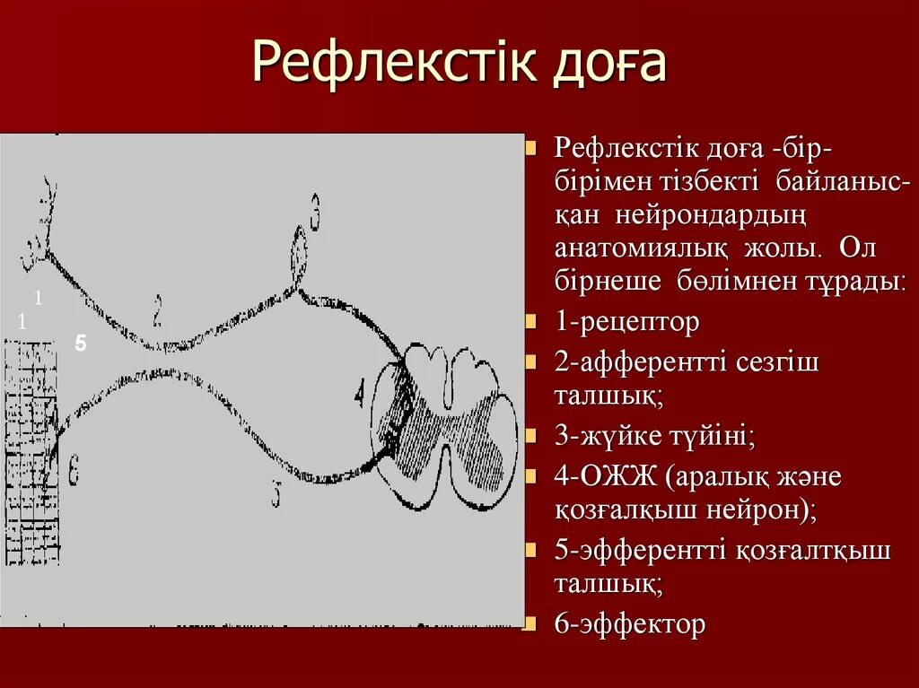 Шартты рефлекс. Рефлекс дегеніміз не. Доға фото. Патологический парабиоз. Тока бақаның заттары.