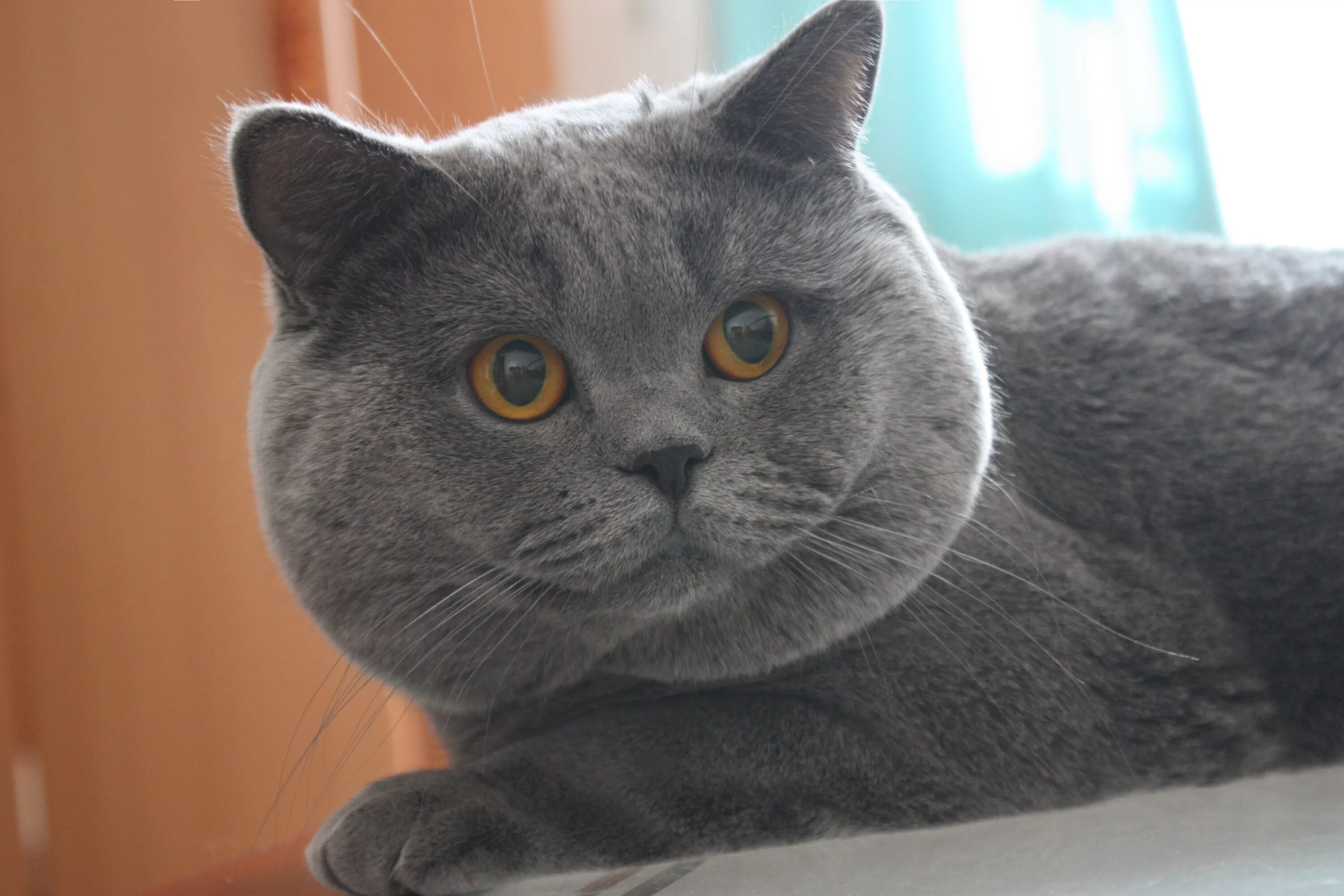 взрослый британский кот. британская короткошёрстная кошка. британец года. британец года. голубой британец кот.