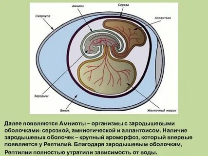 Оболочка зародыша 6