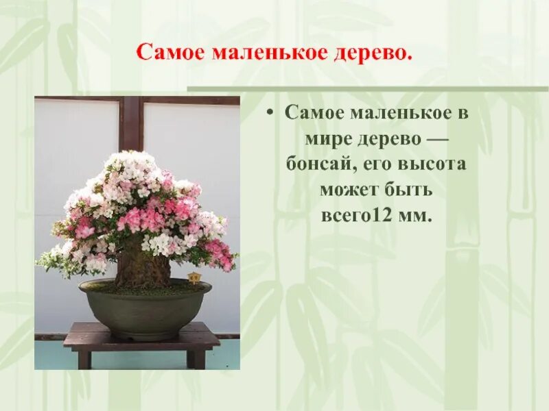 Растения распространение разнообразие. Разнообразия,распростронение, значения растений. разнообразие распространение значение растений. самое маленькое дерево в мире. самое маленькое дерево в мире сообщение.
