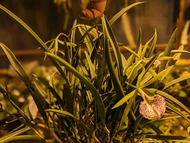 импортфлора